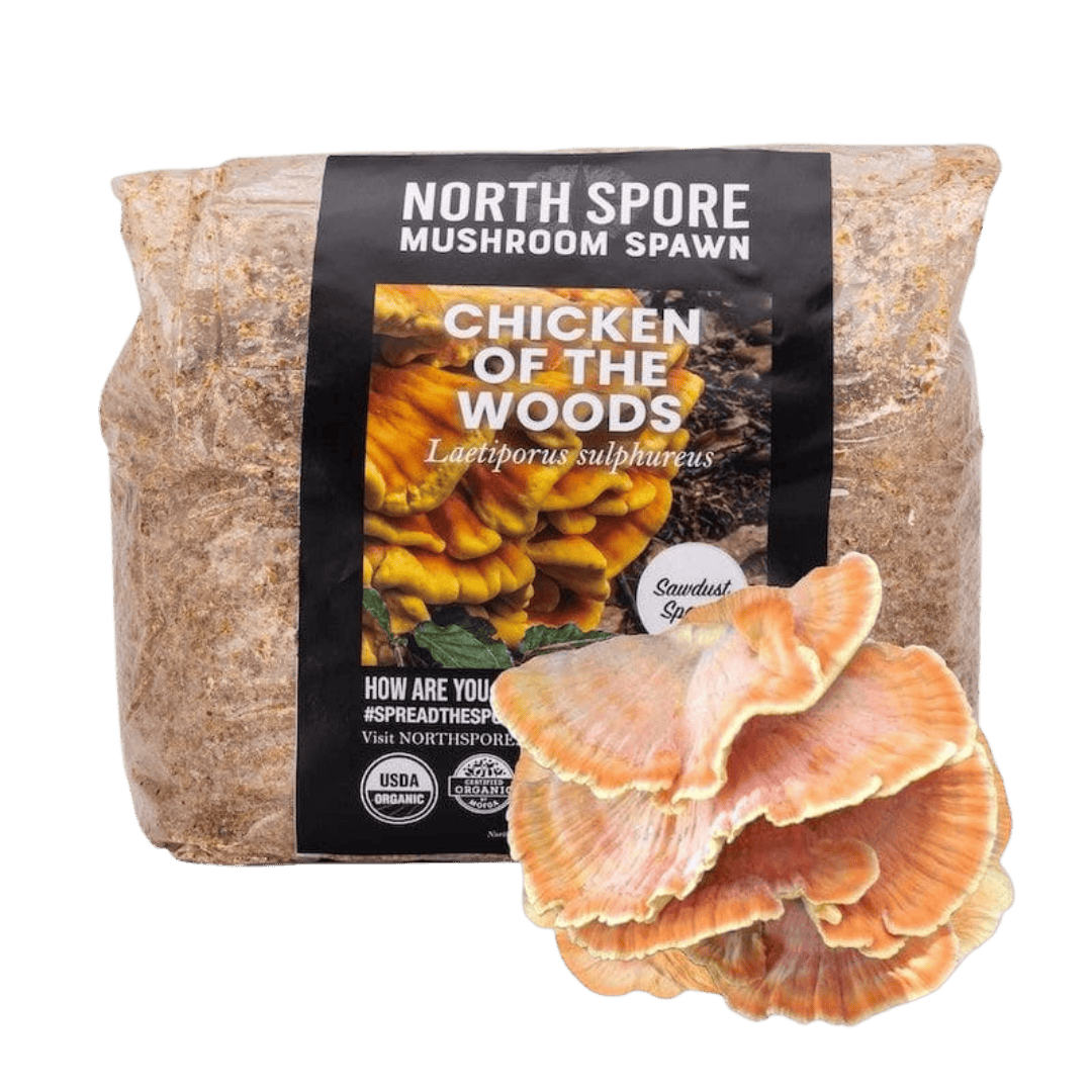 Organic Chicken of the Woods Sawdust Spawn