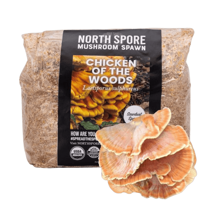 Organic Chicken of the Woods Sawdust Spawn