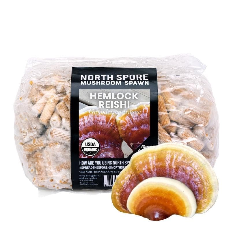 Organic Hemlock Reishi Mushroom Plug Spawn
