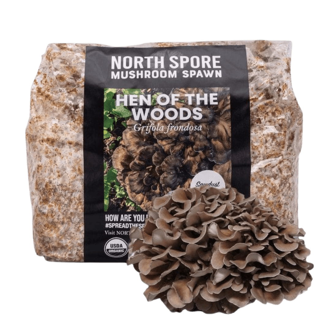 Organic Hen of the Woods (Maitake) Mushroom Sawdust Spawn