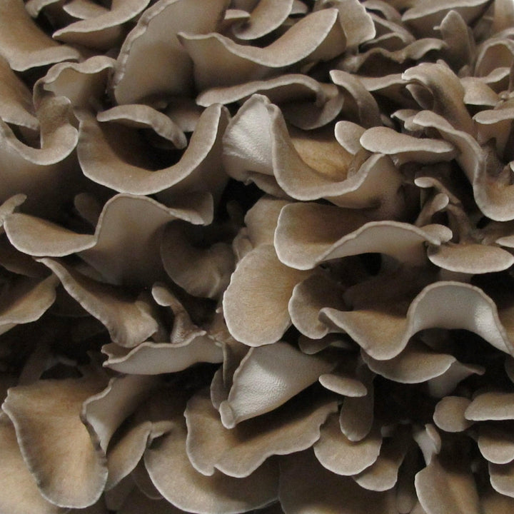 Organic Hen of the Woods (Maitake) Mushroom Sawdust Spawn