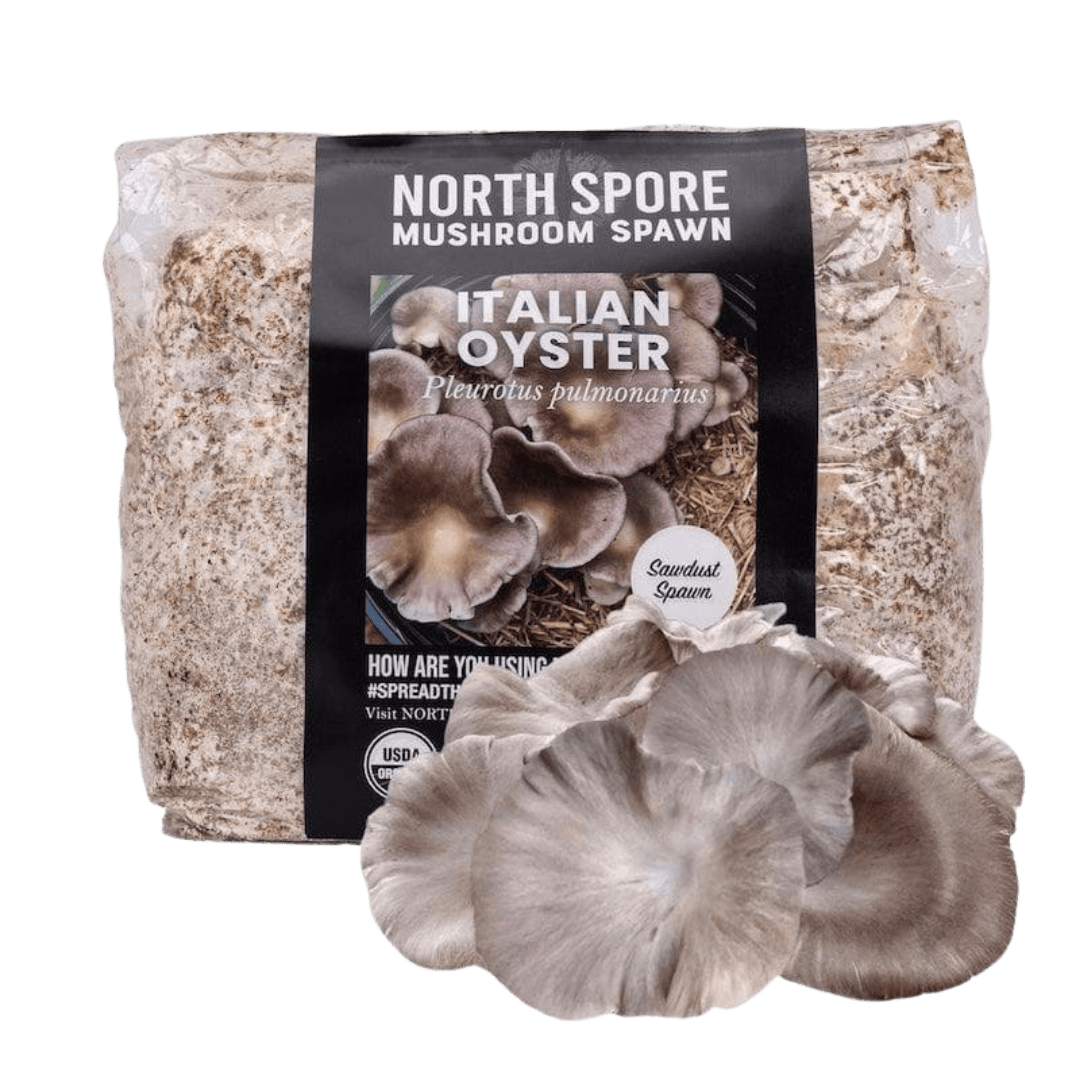 Organic Italian Oyster Mushroom Sawdust Spawn