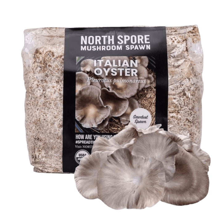 Organic Italian Oyster Mushroom Sawdust Spawn