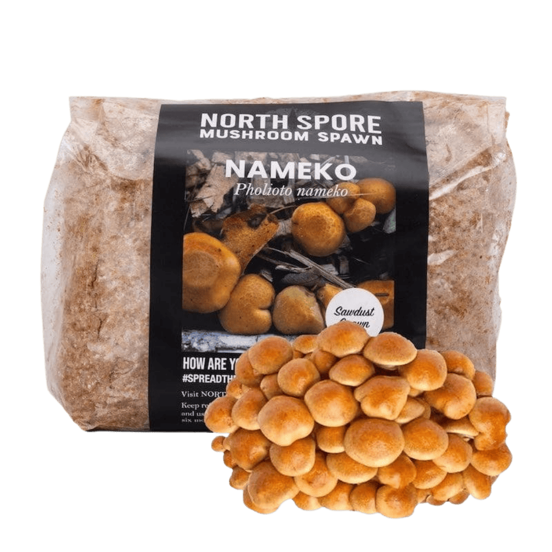 Organic Nameko Mushroom Sawdust Spawn
