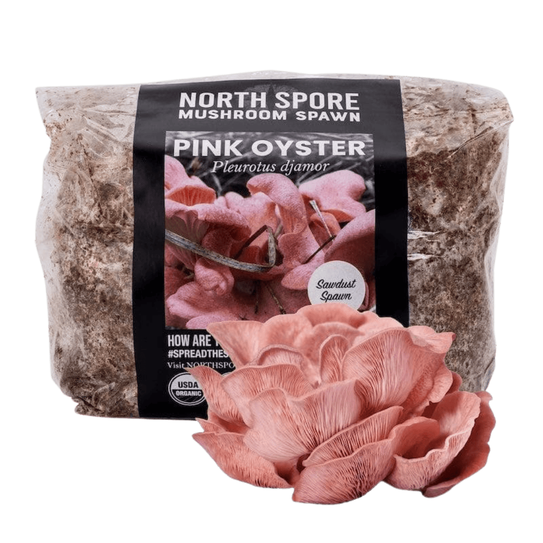 Organic Pink Oyster Mushroom Sawdust Spawn