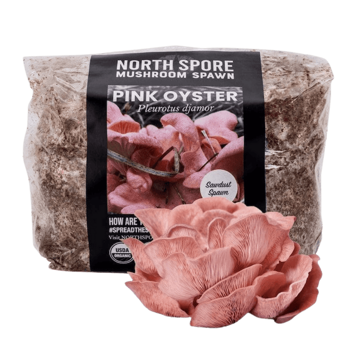 Organic Pink Oyster Mushroom Sawdust Spawn