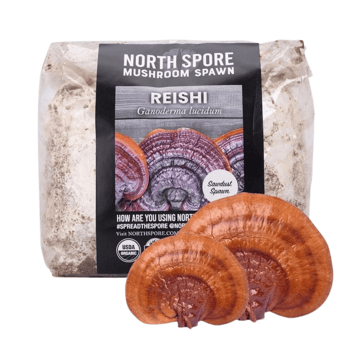 Organic Red Reishi Mushroom Sawdust Spawn