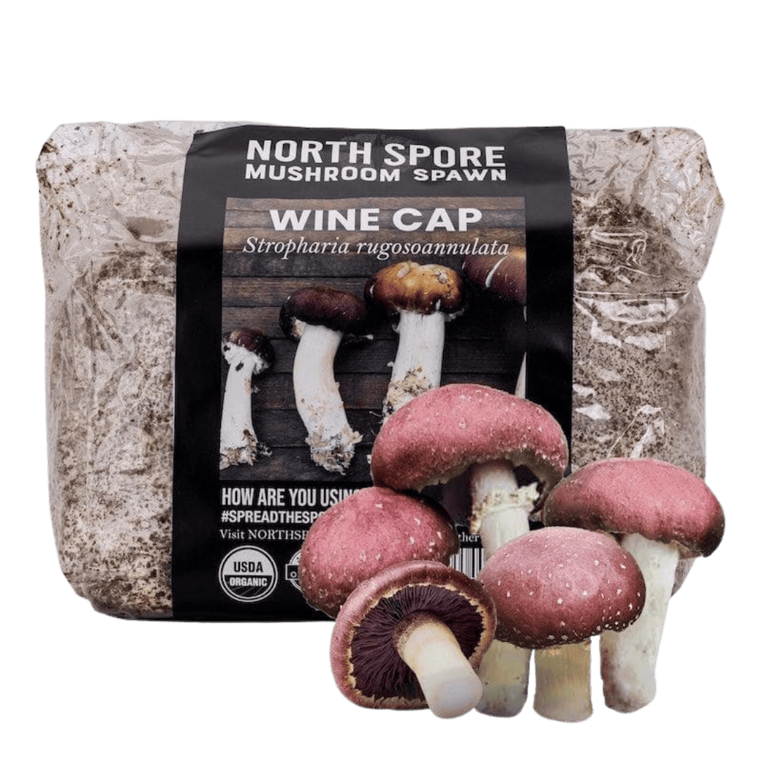 Organic Wine Cap Mushroom Sawdust Spawn