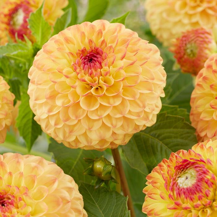 Ball Dahlia Tuber: Sunny Boy