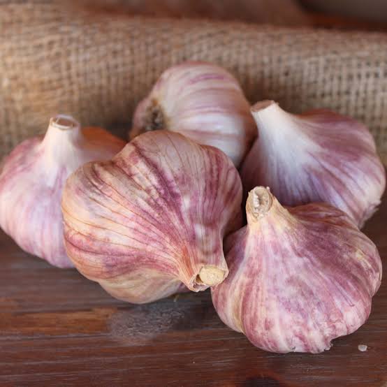 Svea Garlic (Hardneck)