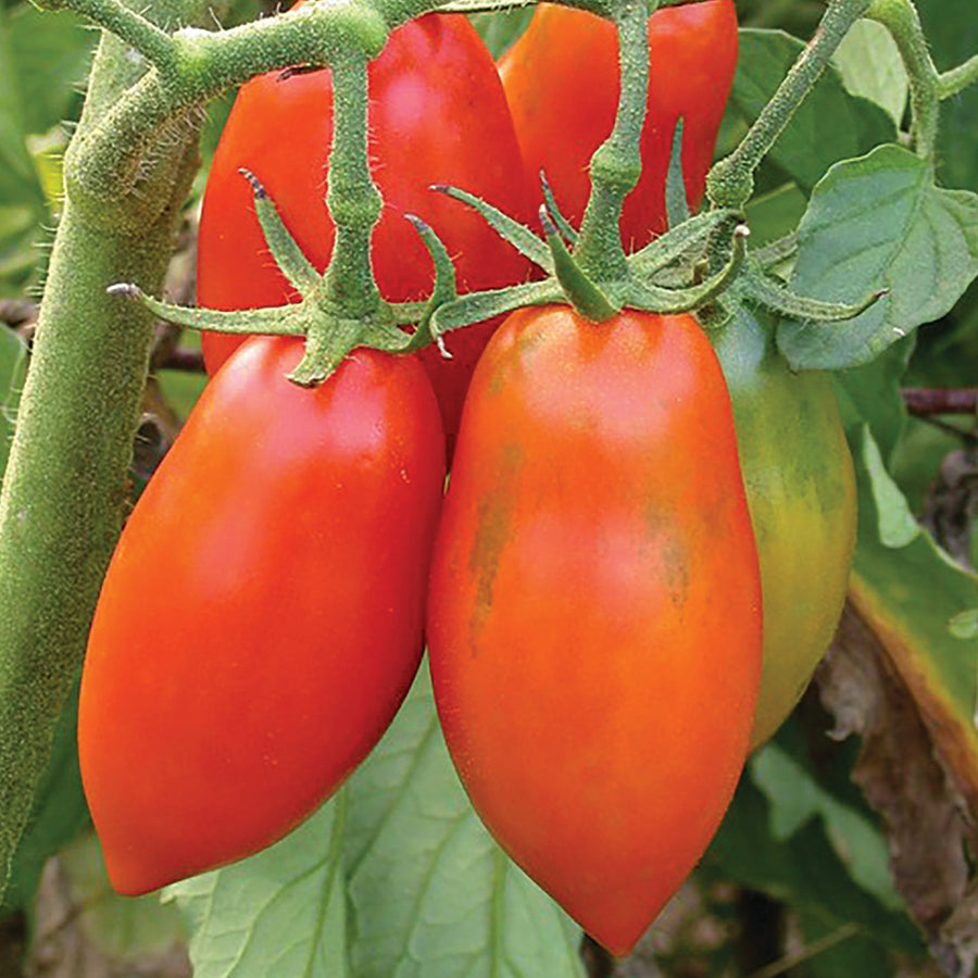 【レッチリとまと】 Roma VF Tomato Seeds and Plants, Vegetable Gardening at