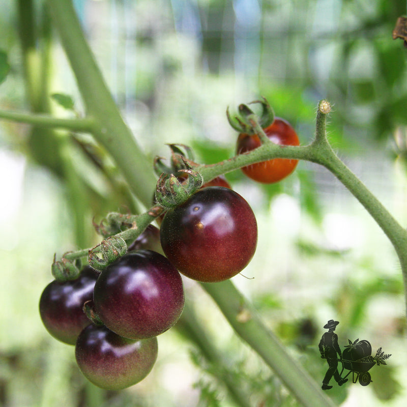 Blueberry Tomato