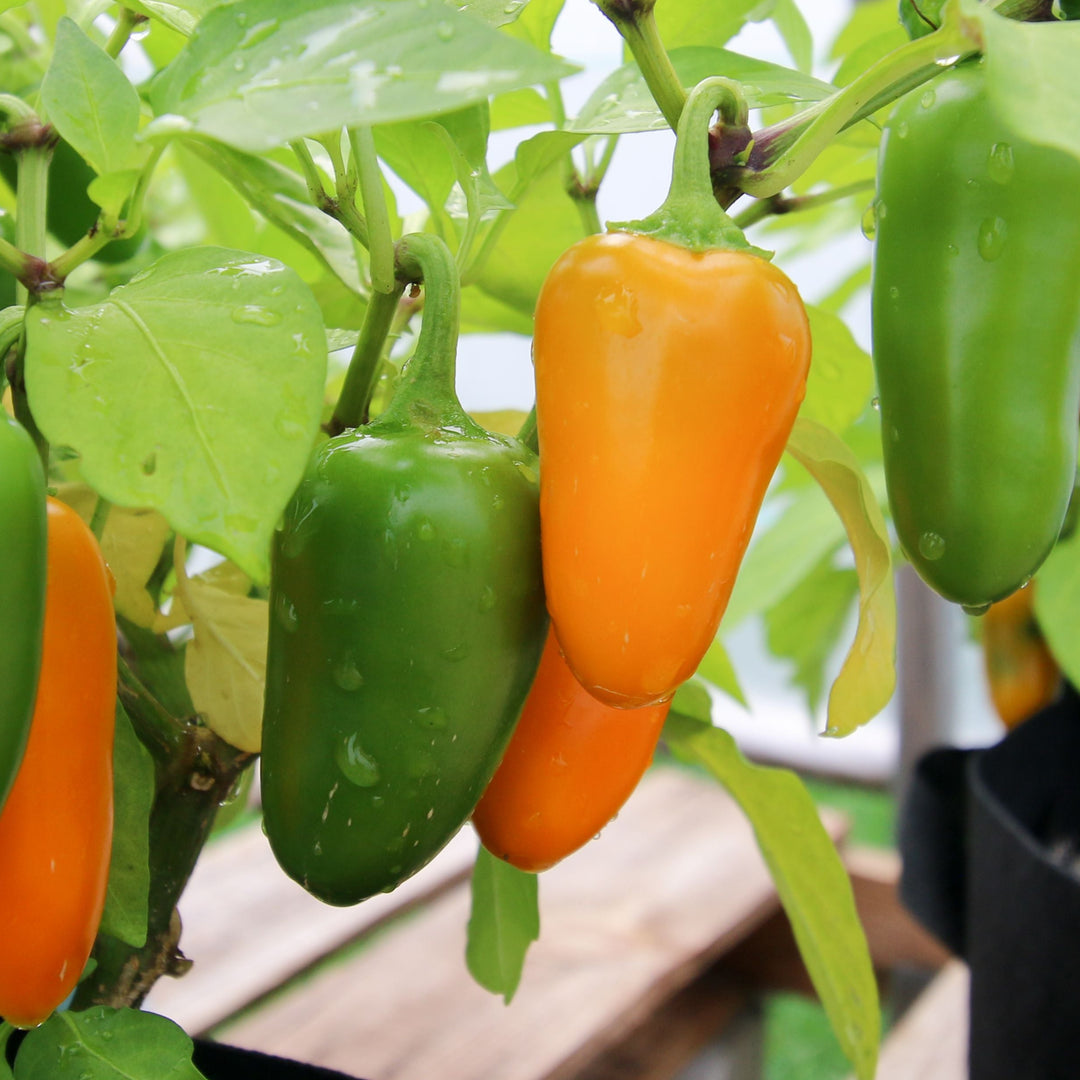 Pumpkin Spice Jalapeno Pepper
