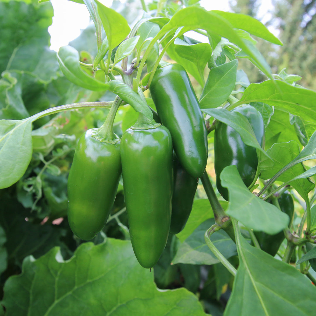 fertilizing jalapeno pepper plants Jalapeno Pepper – MIgardener