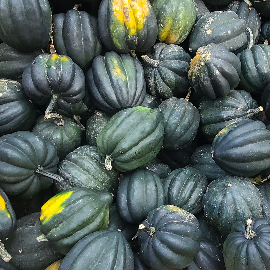 Table King Bush Acorn  Squash