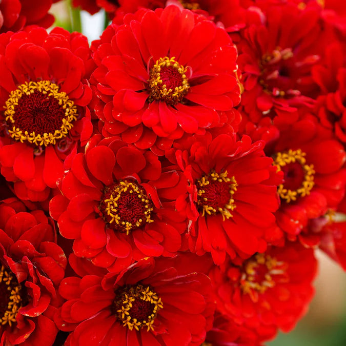 Cherry Queen Zinnia