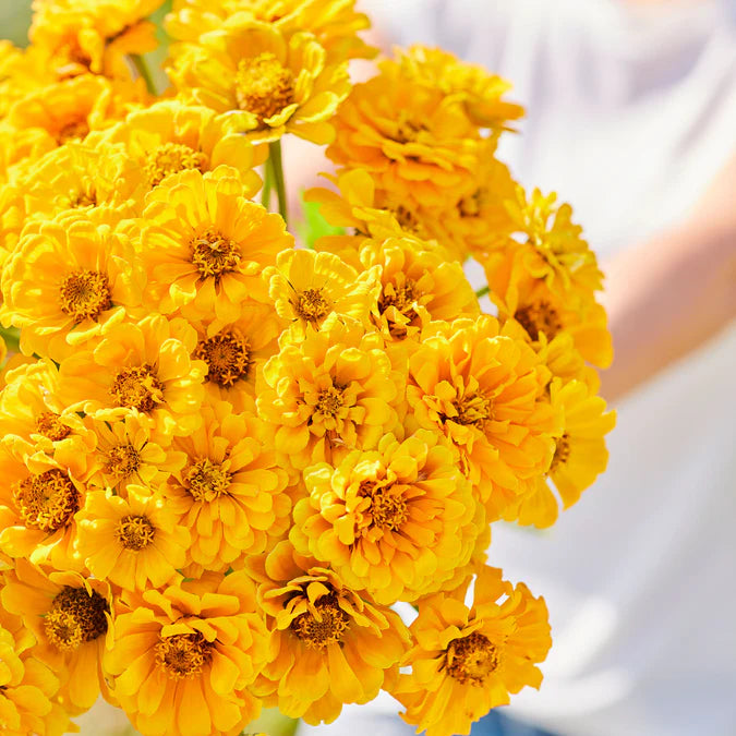 Golden State Zinnia