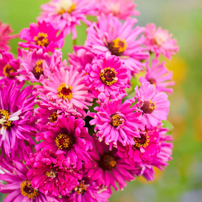 Lilac Emperor Zinnia