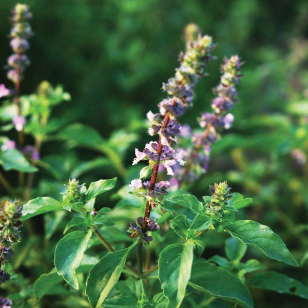 tulsi plant seeds for sale Holy Basil (Tulsi) – MIgardener