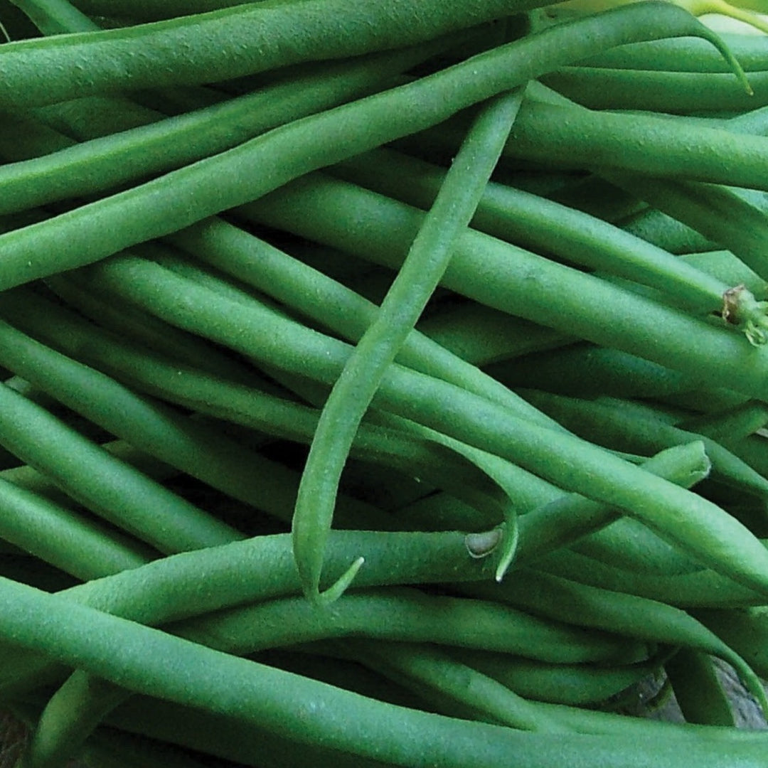 jade plant seeds for sale Jade Bean (Bush) – MIgardener