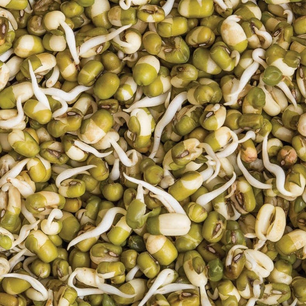 mung bean herbicides Mung Bean (Bush)