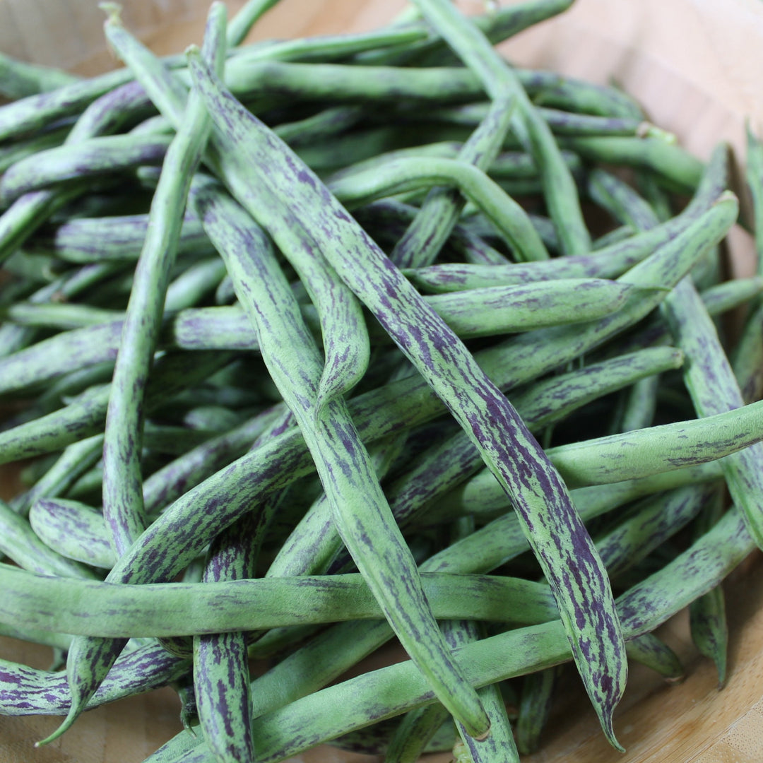 planting rattle snake beans utube Rattlesnake Bean (Pole)