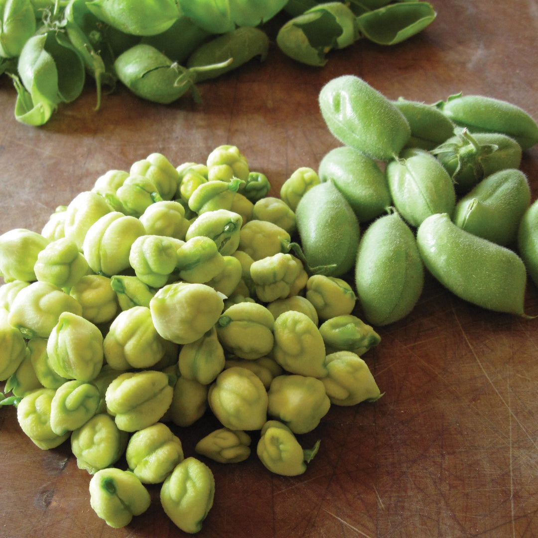 an edible seed of a bean plant Garbanzo Bean (Bush)