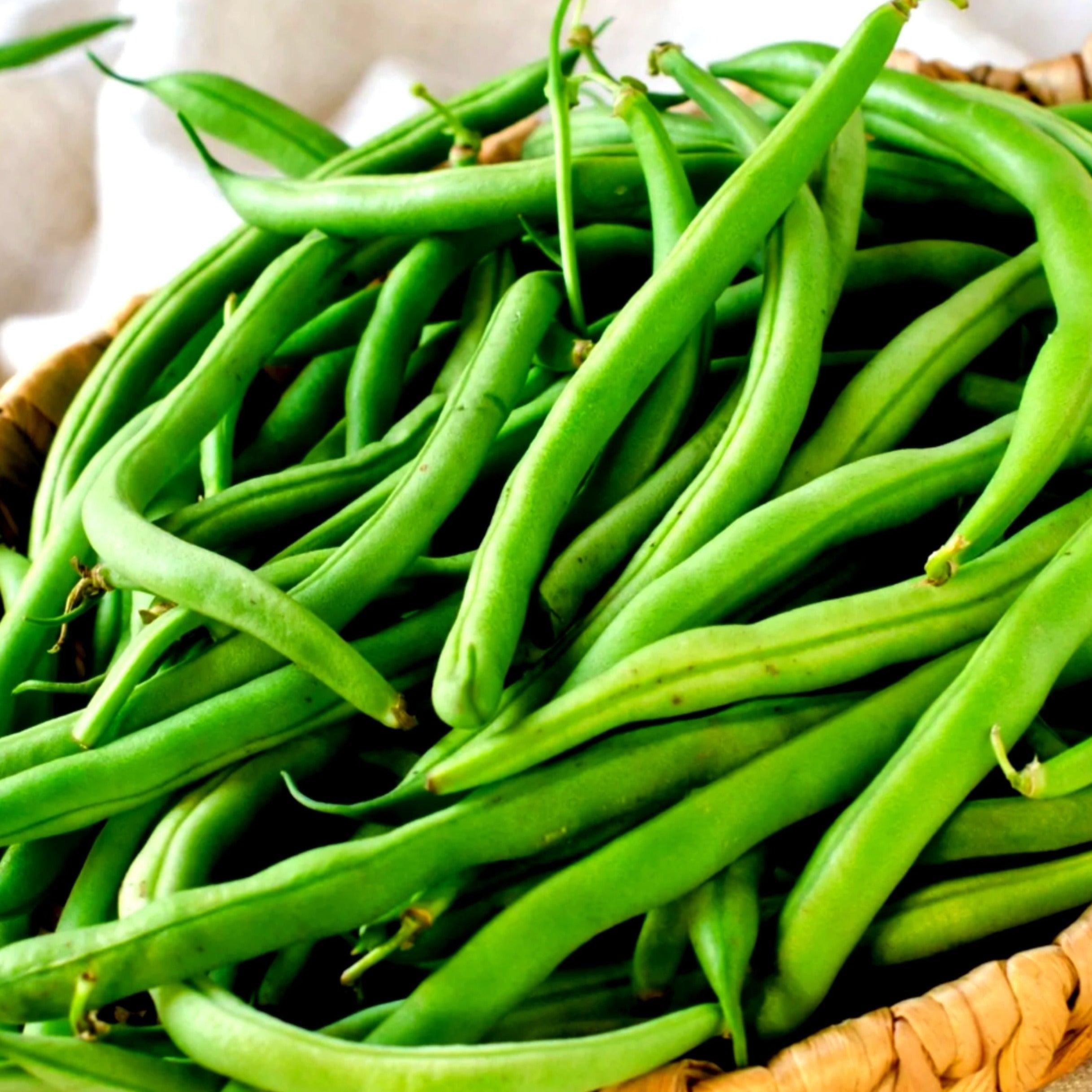 Antigua Bean (Bush) – MIgardener