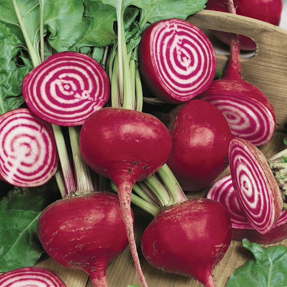Beet – MIgardener
