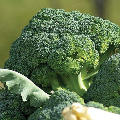 Waltham 29 Broccoli