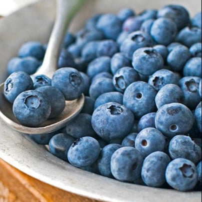 Patriot Blueberry (1 Plant)