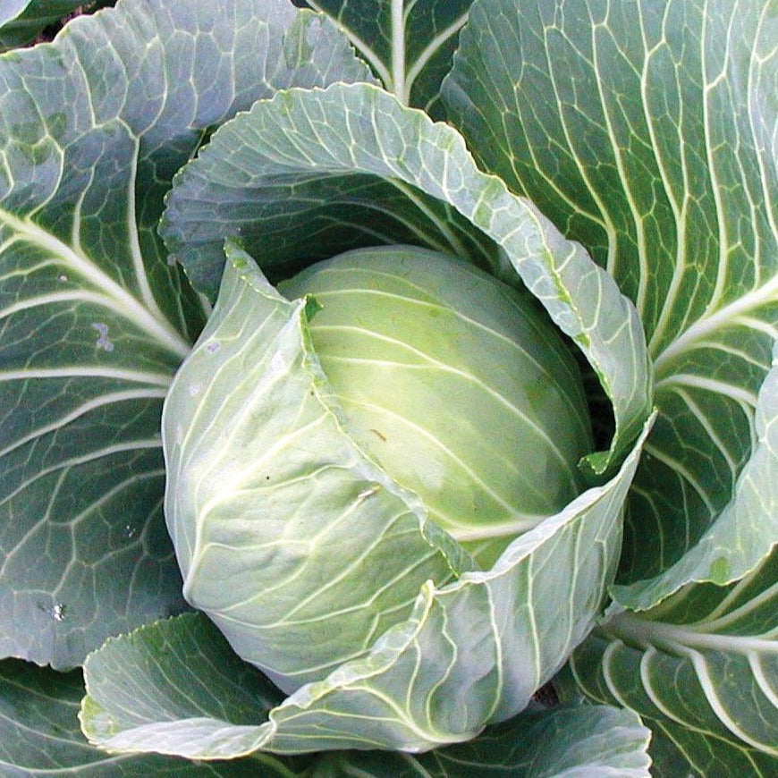 Late Flat Dutch Cabbage – MIgardener