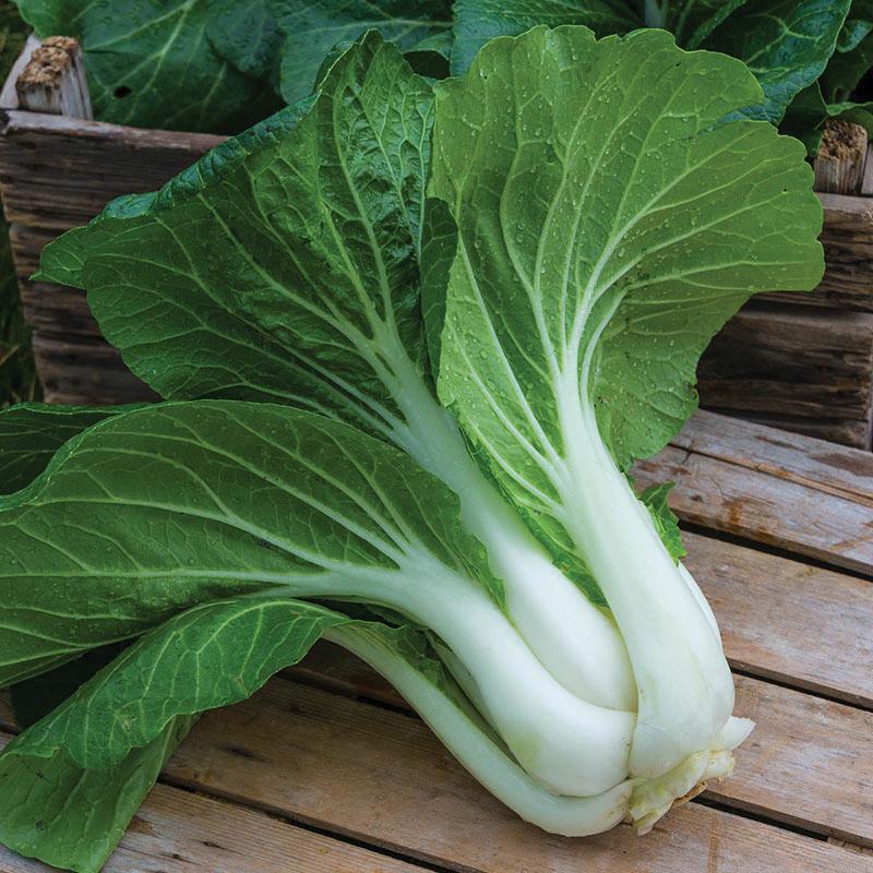 Pak Choi White Stem Cabbage