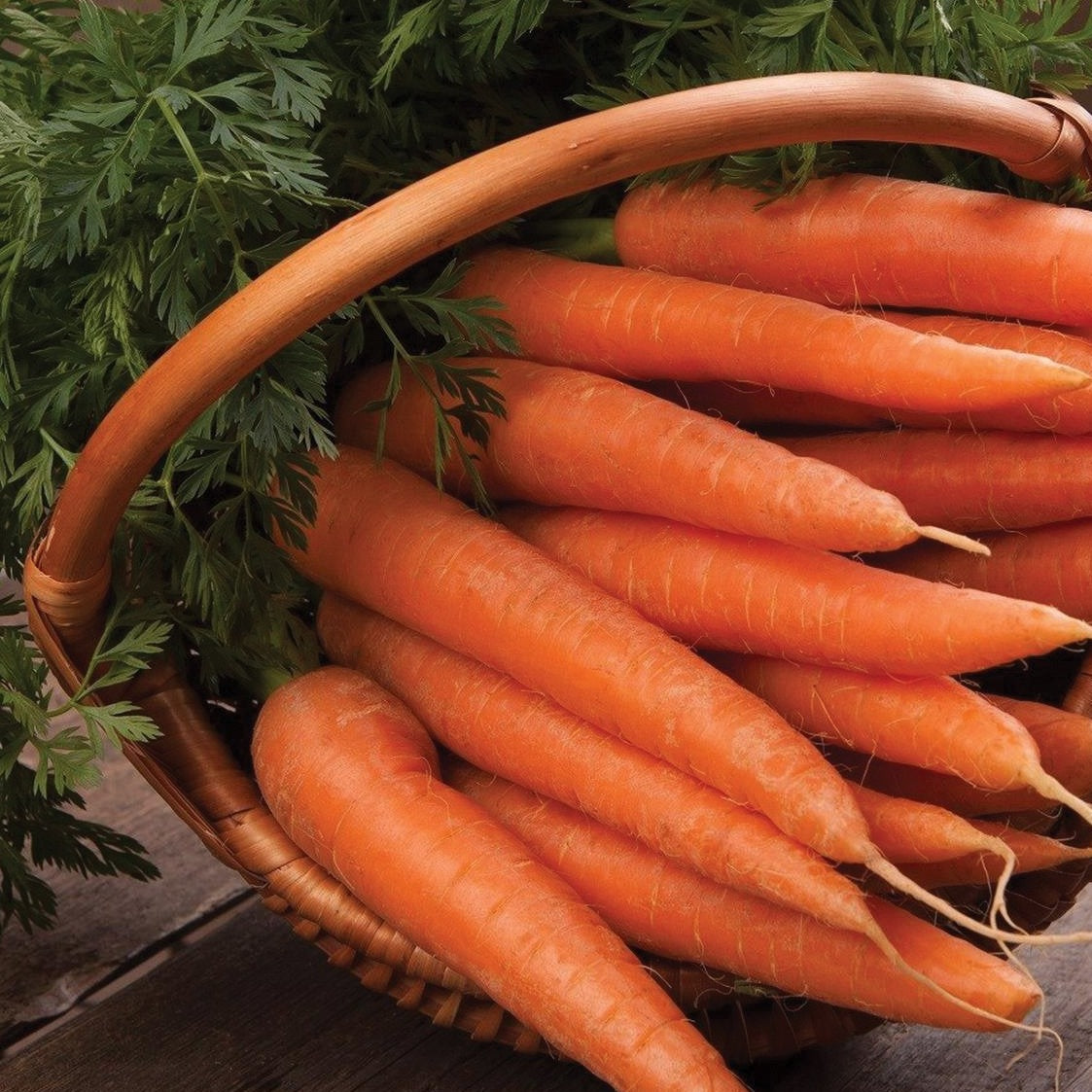 Danvers 126 Carrot – MIgardener