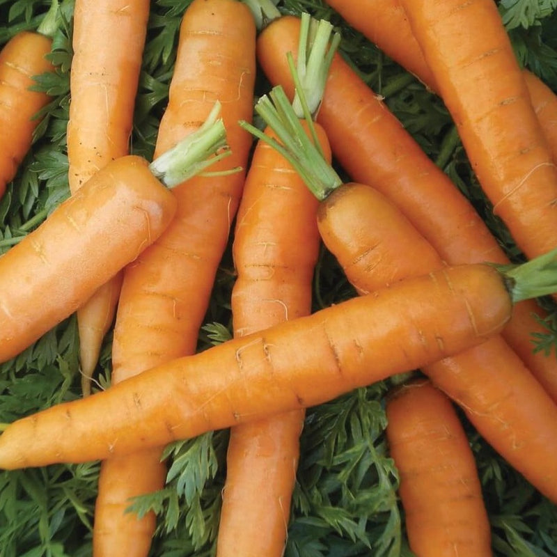 Little Fingers Carrot