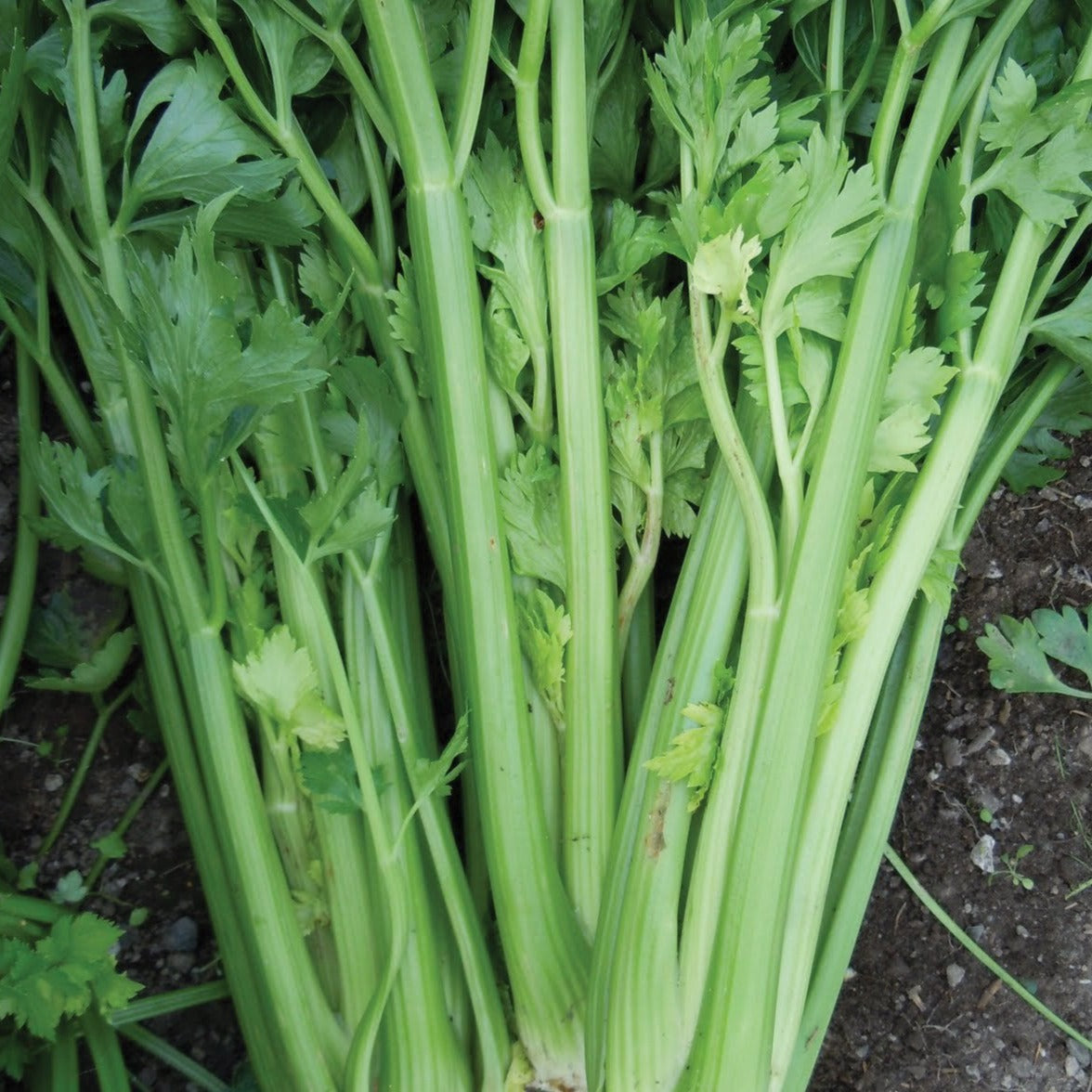 Utah Tall Celery MIgardener