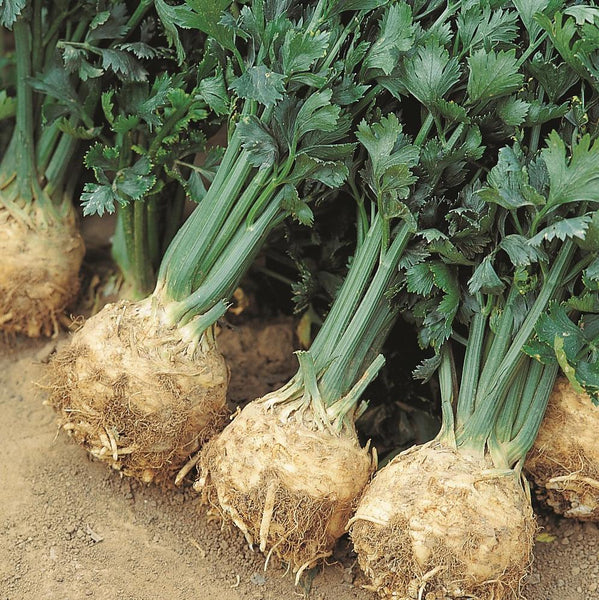 Giant Prague Celeriac – MIgardener