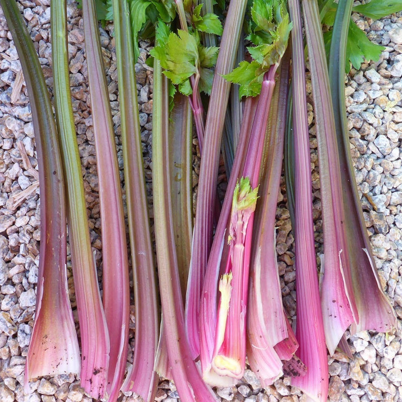 Pink Plume Celery