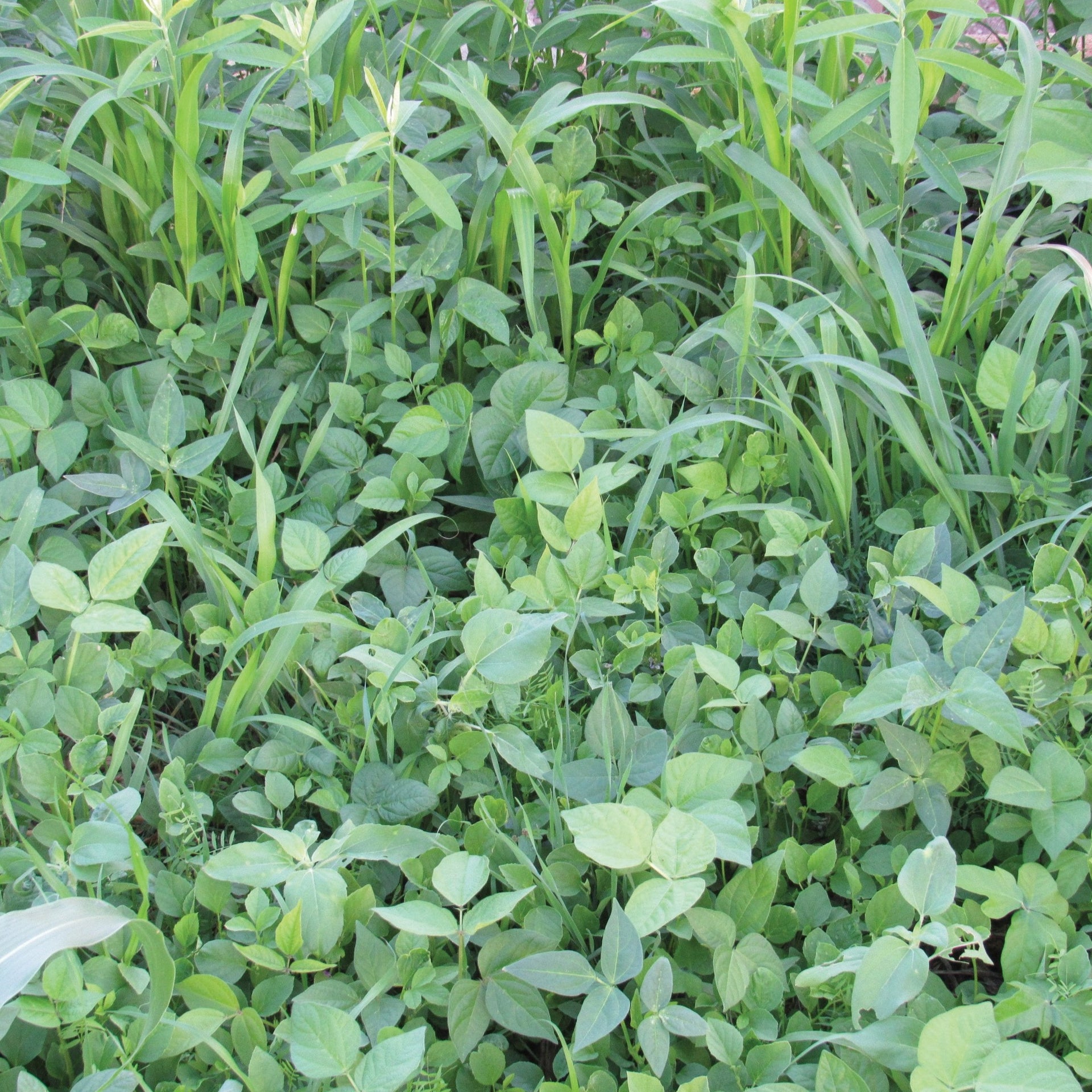 garden cover crop seed mix Cover Crop Mix – MIgardener
