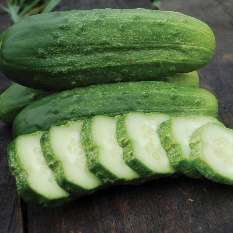 MIgardener National Pickling Cucumber