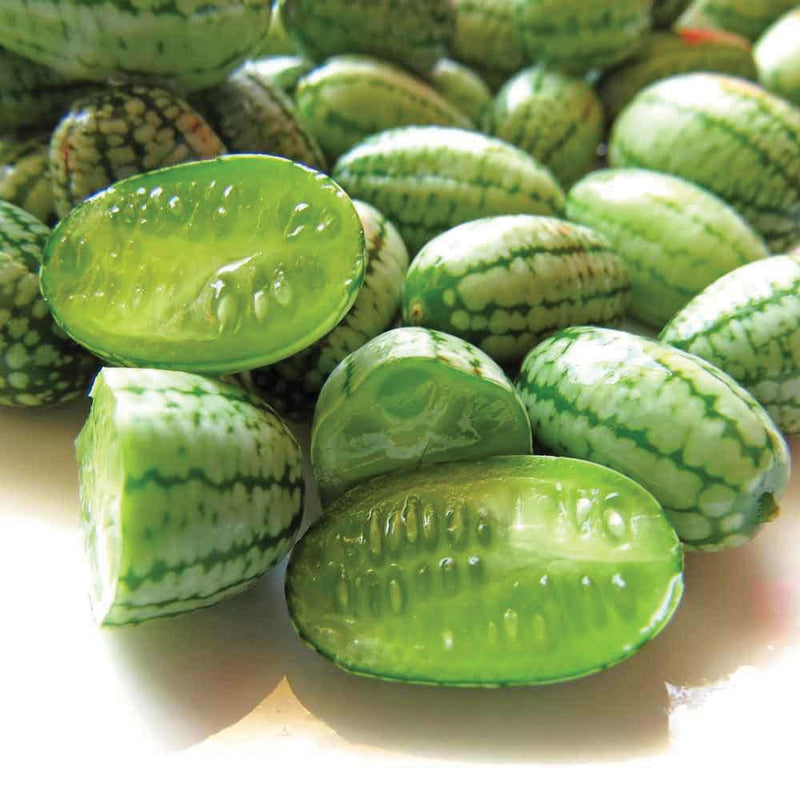 Growing Cucamelons in Gardens and Containers is fun and easy