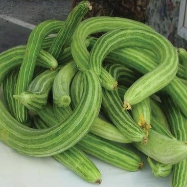 Armenian Yard-Long Cucumber