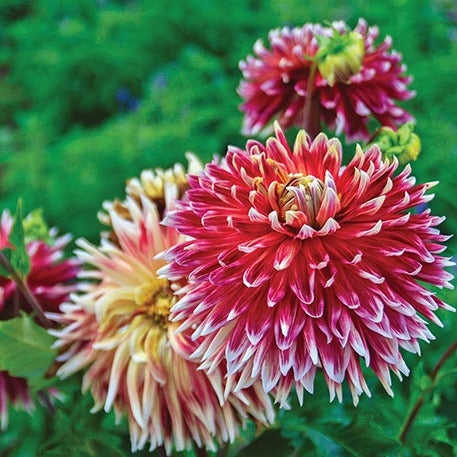 Dahlia Tubers – MIgardener