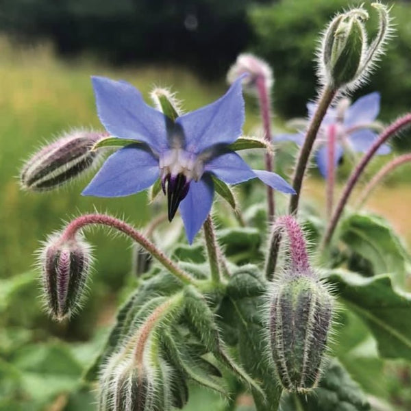 Borage – MIgardener