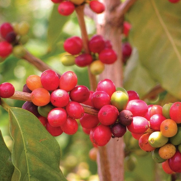 planting coffee seeds Coffee Seeds (coffea arabica) – MIgardener