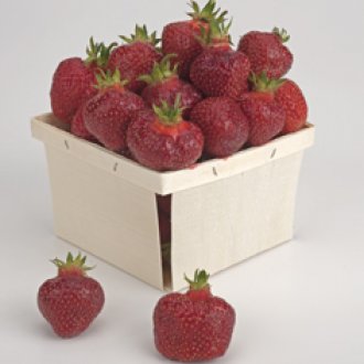 Earliglow Strawberry 10 Ct. (Junebearing)