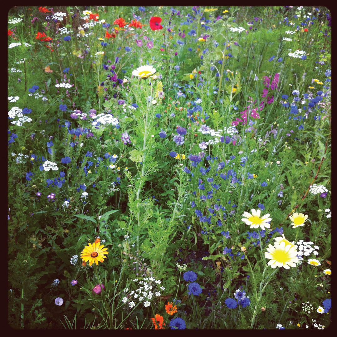 woodland wild flower seed mix Lowland wildflower mix