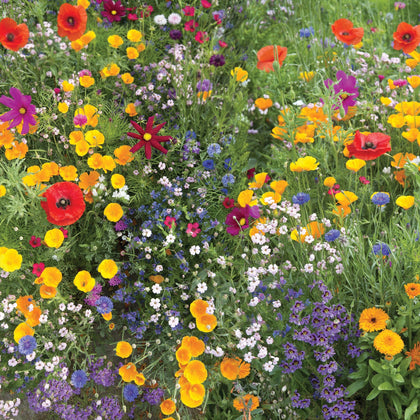 Meadow Wildflower Mix : 1/4 Pound