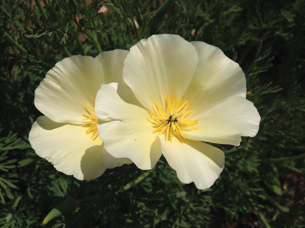White Linen California Poppy – MIgardener