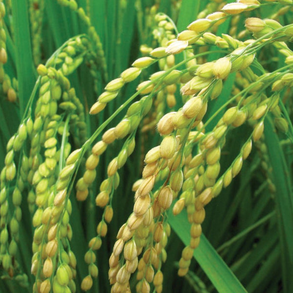 long grain rice seeds for planting Long Grain Rice